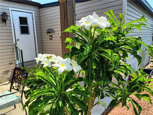 FLOWERS In Bloom ALONG THE DRIVEWAY--