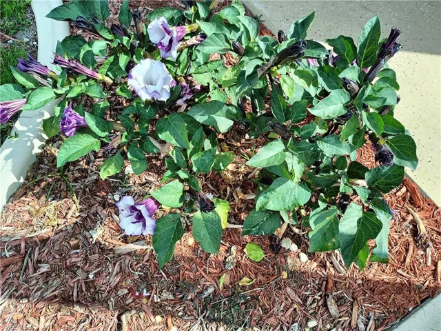 BEAUTIFUL FLOWERS Angel Trumpet