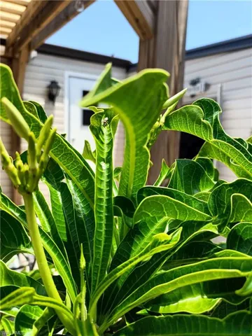 flower BUDS ..soon to flower.