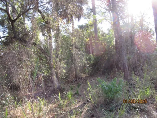 View of tree filled area