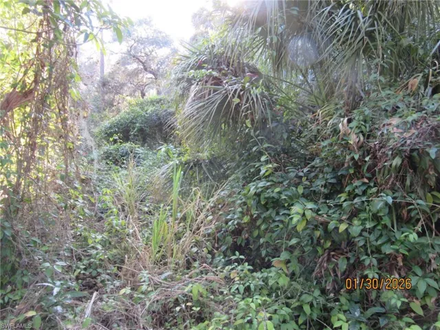View of nature