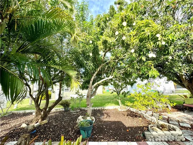 Landscape & more fruit trees