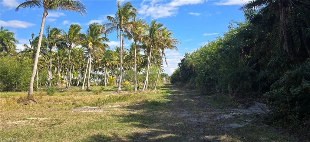 View of wooded area