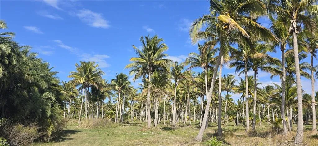 View of local wilderness