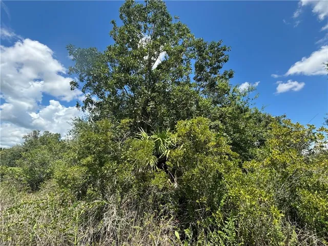 View of nature