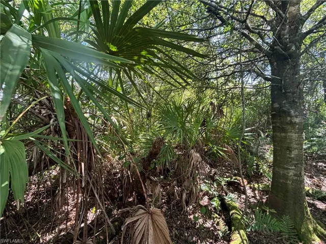 View of local wilderness