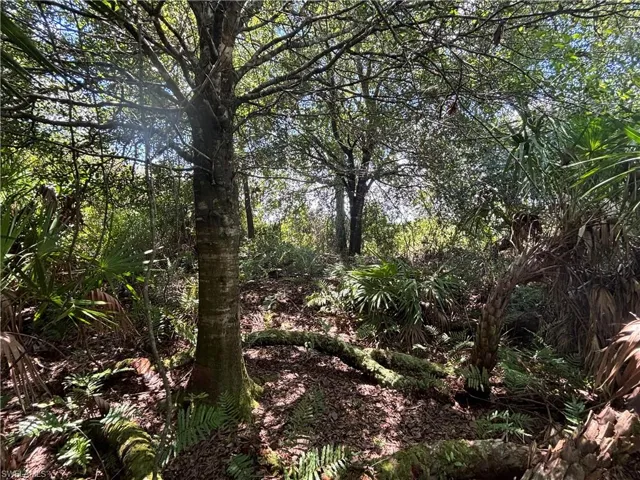 View of local wilderness