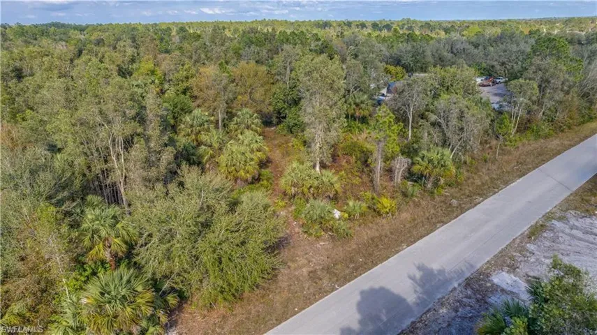 Bird's eye view of a forest