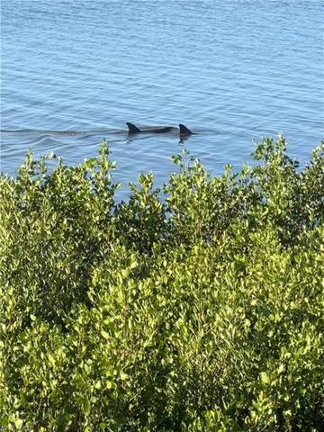 wildlife
