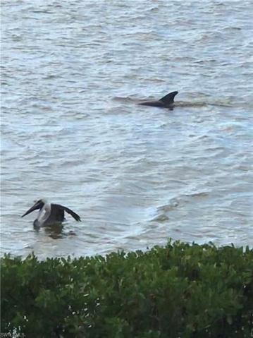 wildlife