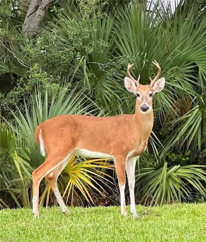 Abundance Of Wildlife