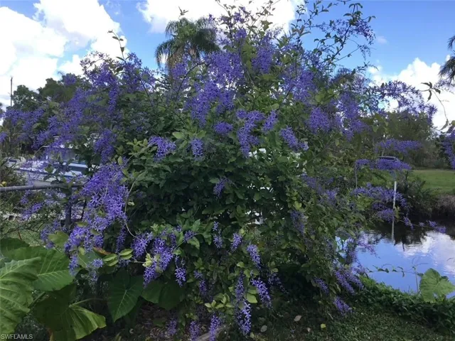 Queens Wreath in the spring