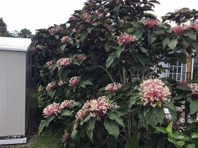 Cloeodendrum Starburst