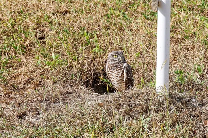 2 burrowing owls are nested on front yard.