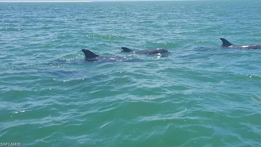 See the dolphins in Naples Florida