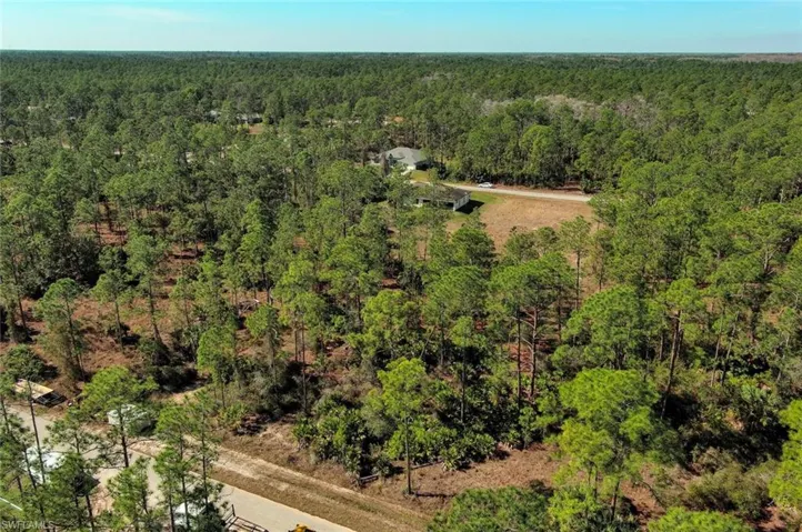 Bird's eye view of a forest