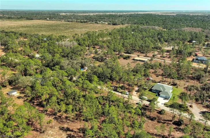 Bird's eye view of a forest