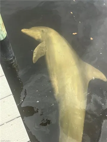 Daily hello from the neighborhood dolphins!