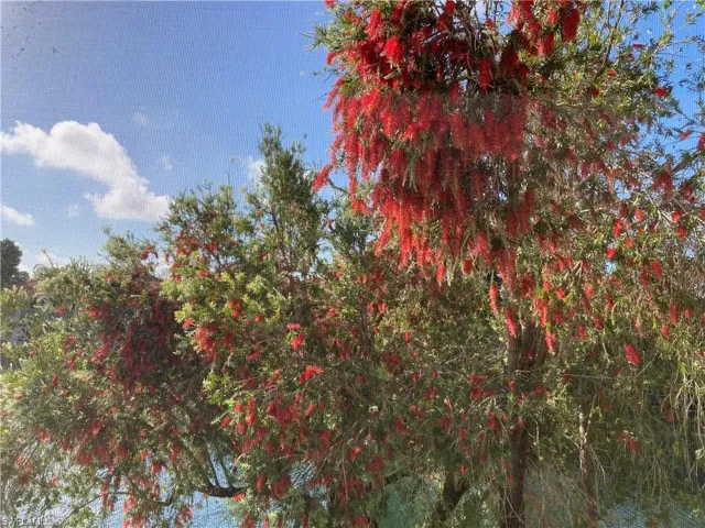 Beautiful Trees/Views