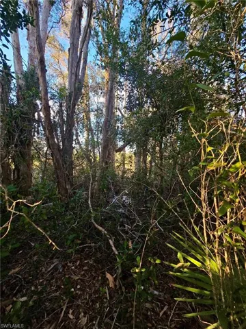 View of Brush
