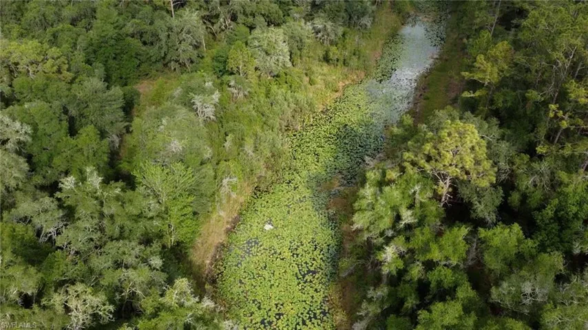Natural water feature with abundant lily pads surrounded by mature trees