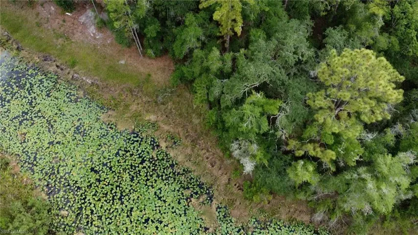 Pond with extensive lily pad coverage bordered by a natural shoreline and dense mature trees