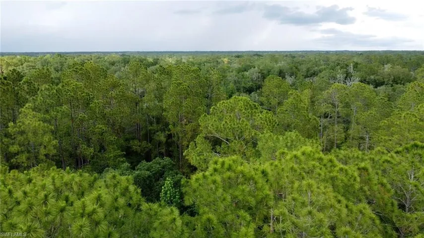 Expansive natural landscape featuring a dense canopy of mature pine trees