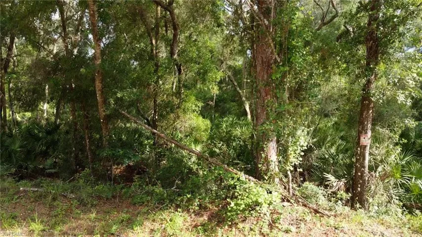 Wooded lot featuring mature trees and undergrowth