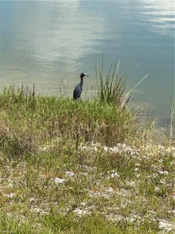 Wildlife