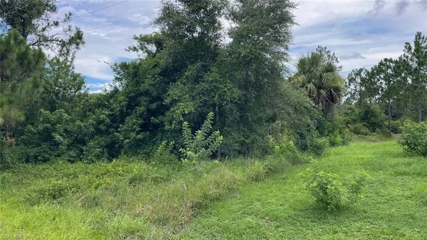 View of local wilderness