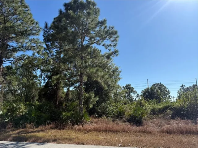 View of local wilderness