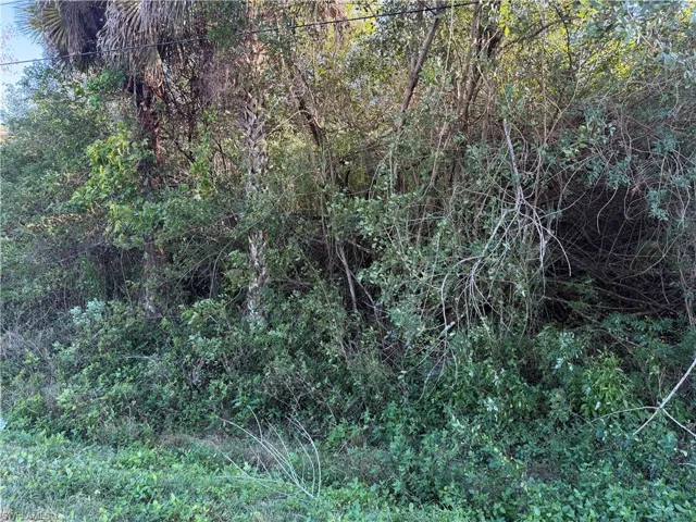 vegetation n lot