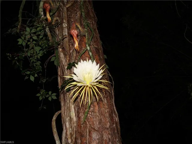 Queen of the Night flora