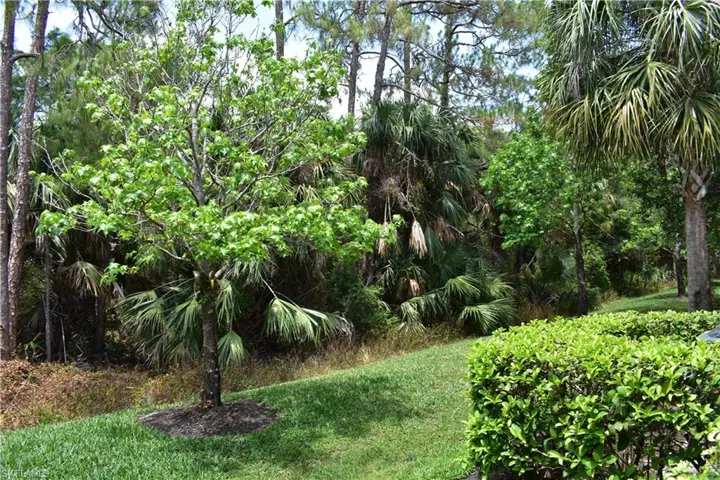 View of grassy yard