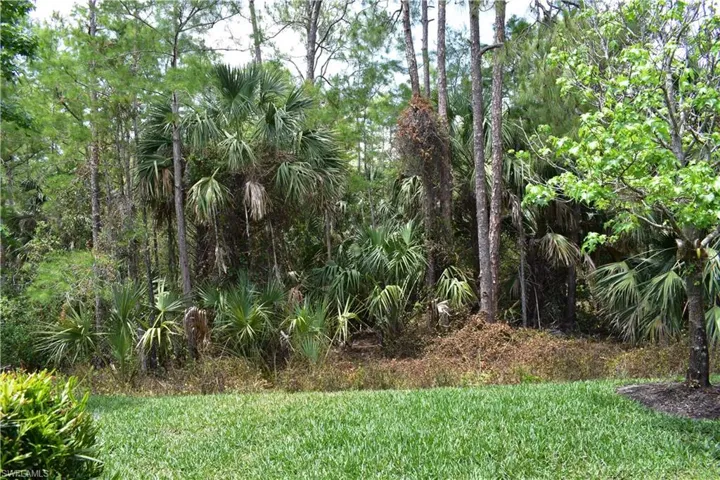 View of local wilderness