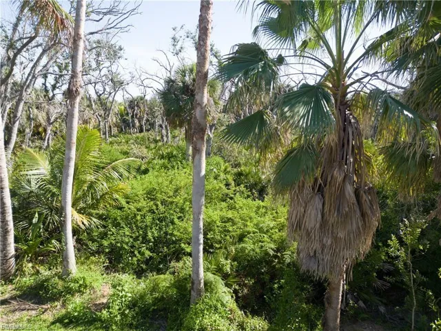 MATURE VEGETATION