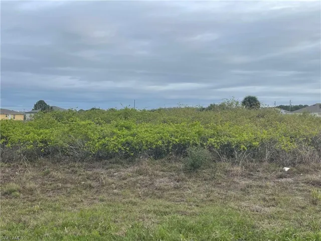 View of local wilderness