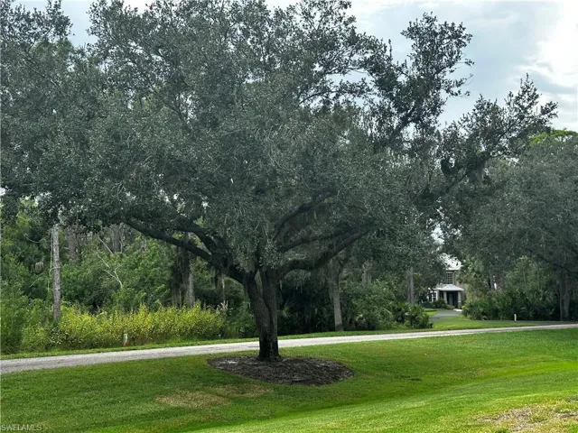 GIANT OAKS EVERYWHERE!