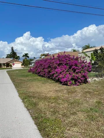 Bougainvillea on fence when in full bloom