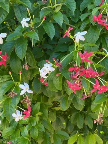 Rangoon Creeper flowers start white then turn red and smell like chocolate