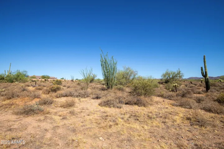 Lush Sonoran desert vegetation.