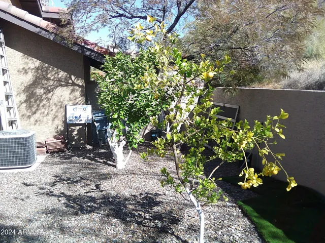 Citrus trees in dog run