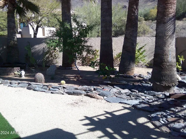 Backyard cactus garden