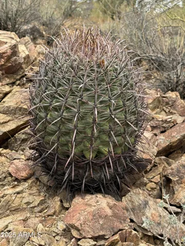 780