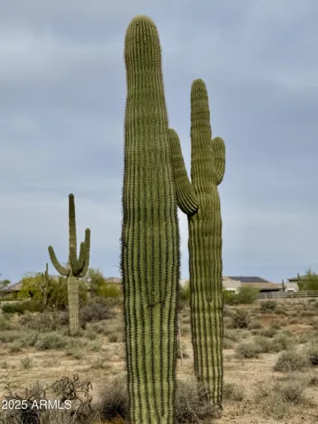780