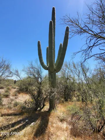 780