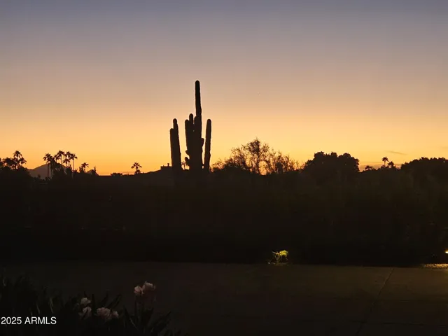 Saguaro at sunset