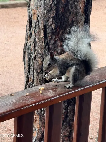 Squirrel on Wrap-Around Balcony/Deck