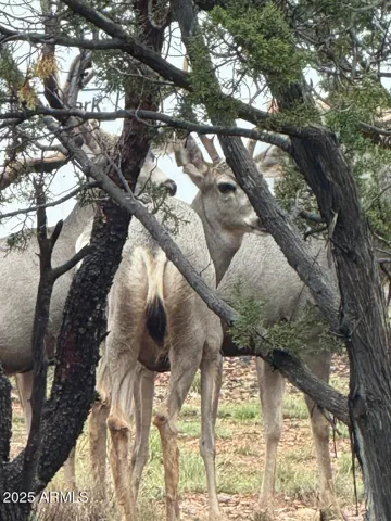 Mule Deer Around Home