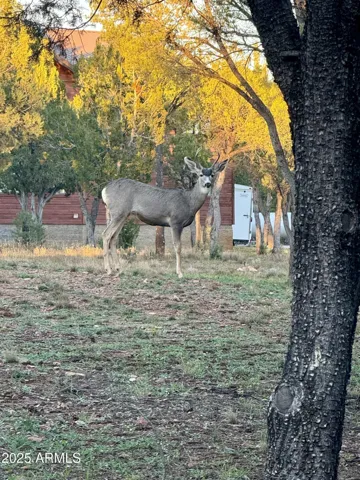 Wildlife Dropping By!